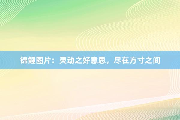 锦鲤图片：灵动之好意思，尽在方寸之间